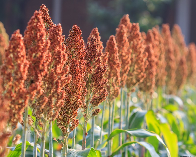 Winter Soil Recharge: 6 Best Cover Crops for Fall Planting