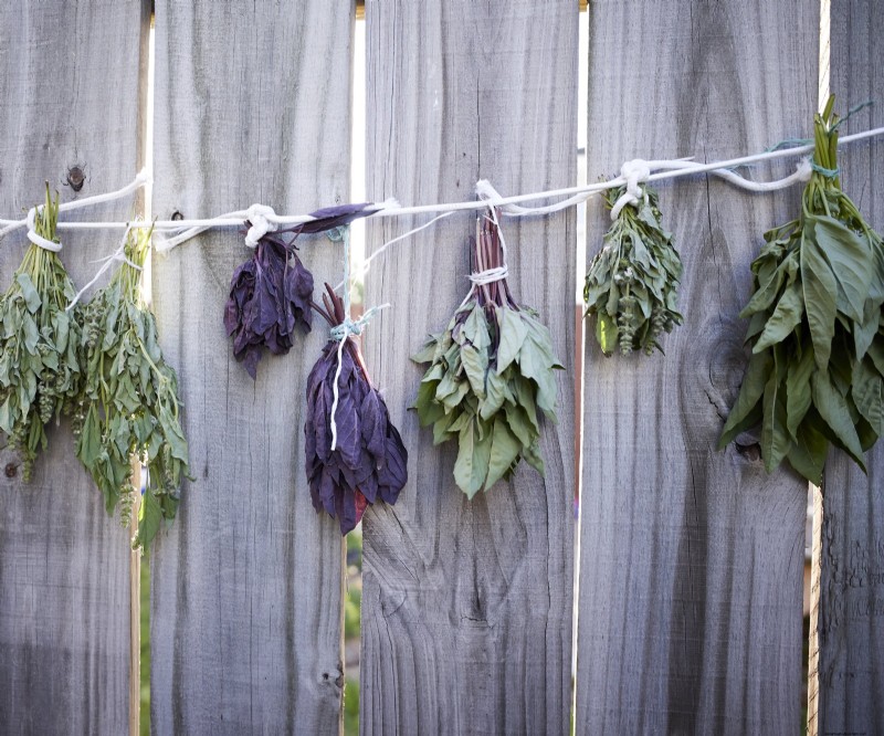Preserve Your Basil: 3 Easy Drying Methods for Flavorful Herbs