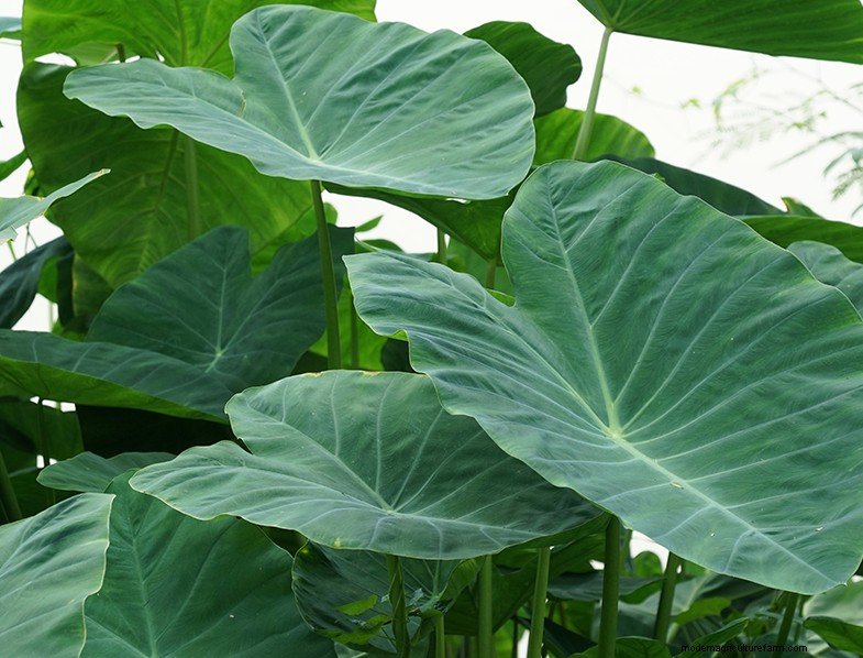Colocasia Esculenta (Taro/Elephant Ear): Growing & Care Guide