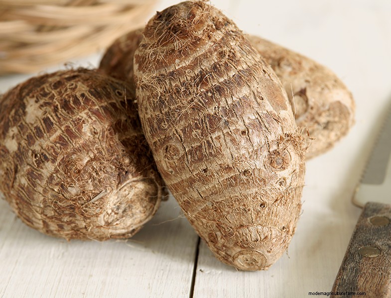 Colocasia Esculenta (Taro/Elephant Ear): Growing & Care Guide
