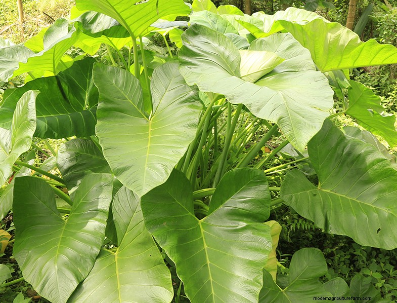 Colocasia Esculenta (Taro/Elephant Ear): Growing & Care Guide