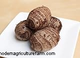 Colocasia Esculenta (Taro/Elephant Ear): Growing & Care Guide