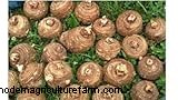 Colocasia Esculenta (Taro/Elephant Ear): Growing & Care Guide