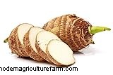 Colocasia Esculenta (Taro/Elephant Ear): Growing & Care Guide