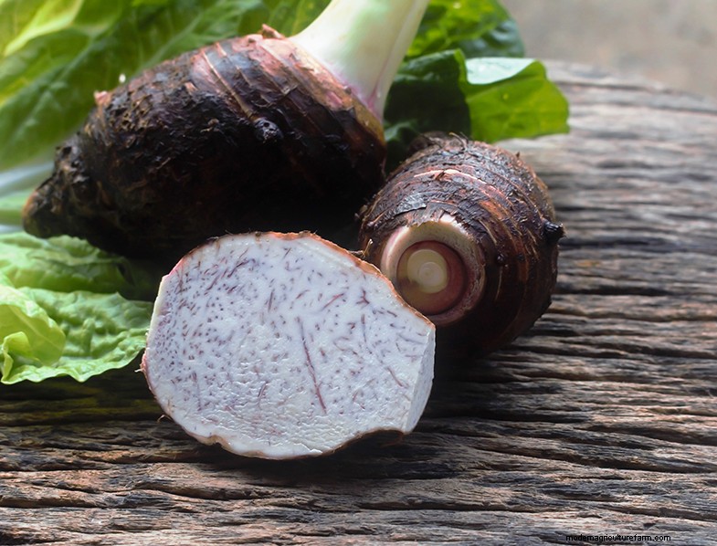 Colocasia Esculenta (Taro/Elephant Ear): Growing & Care Guide