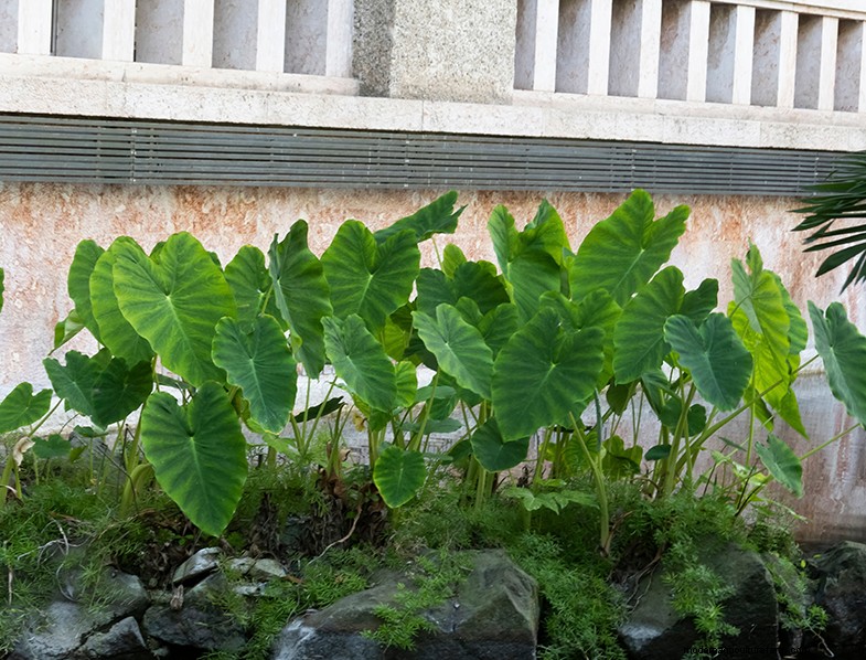 Colocasia Esculenta (Taro/Elephant Ear): Growing & Care Guide