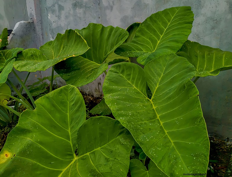 Colocasia Esculenta (Taro/Elephant Ear): Growing & Care Guide