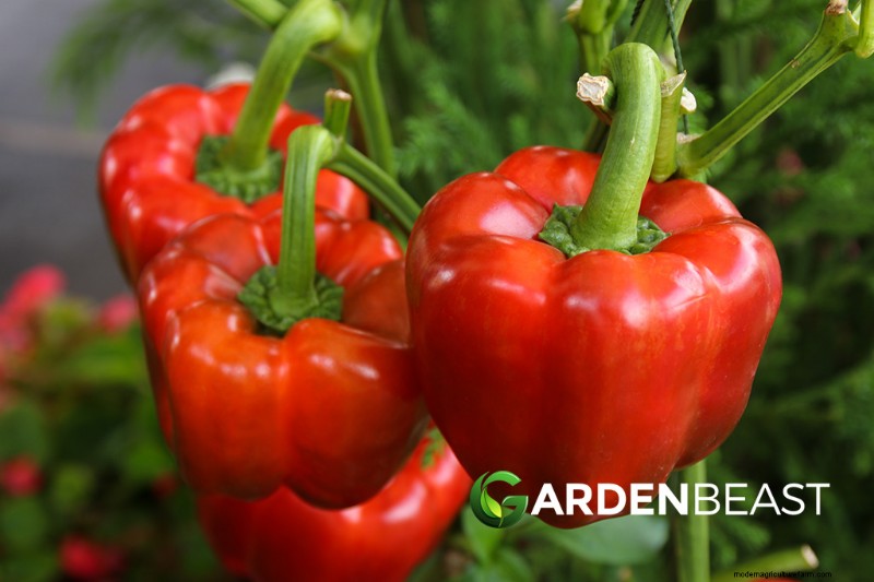 Companion Planting for Peppers: Boost Yield & Health
