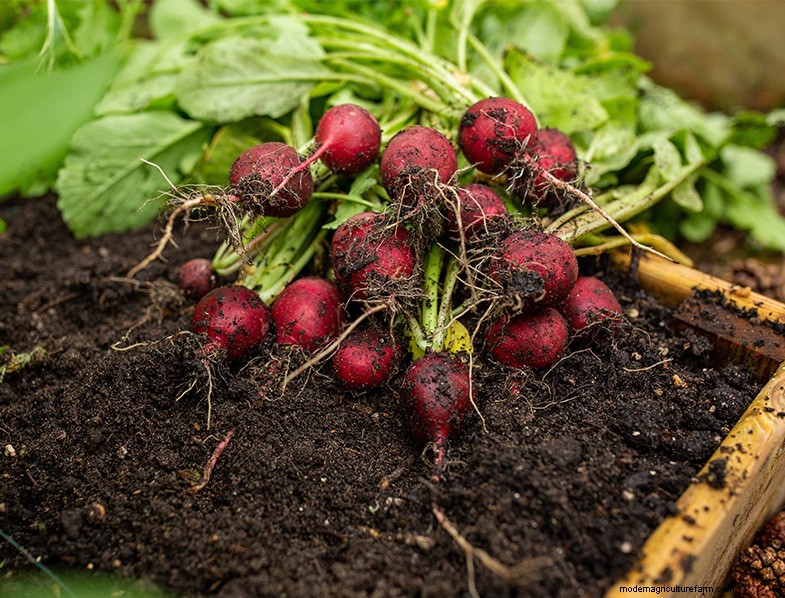 Companion Planting for Peppers: Boost Yield & Health