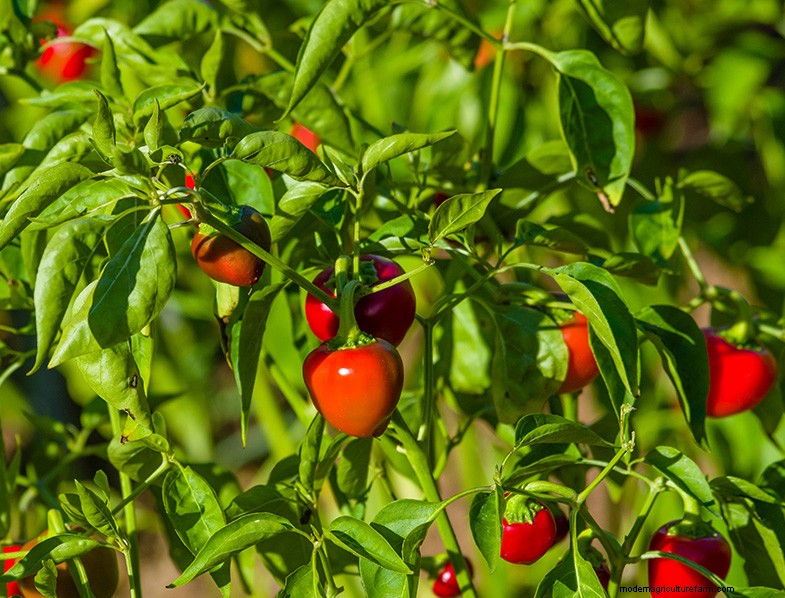 Companion Planting for Peppers: Boost Yield & Health