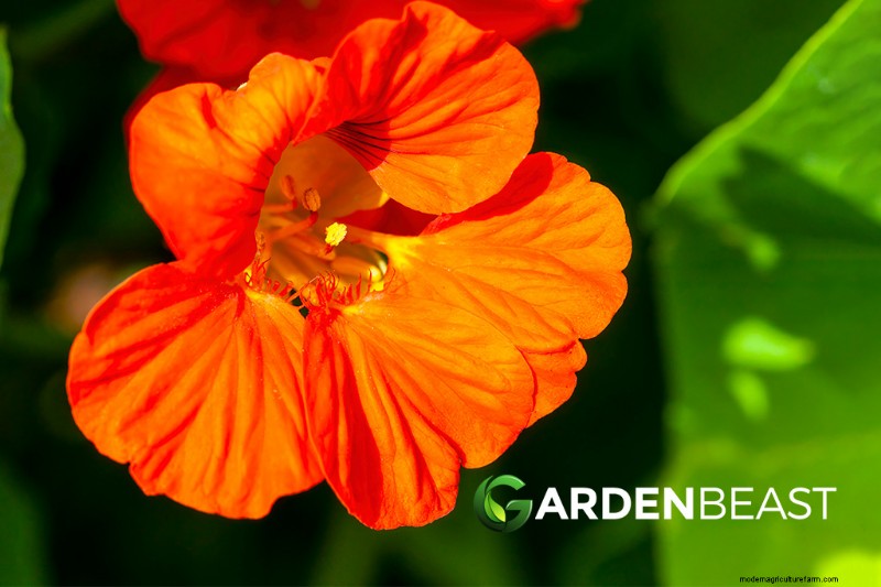 Companion Planting for Peppers: Boost Yield & Health