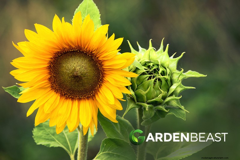 Companion Planting for Peppers: Boost Yield & Health