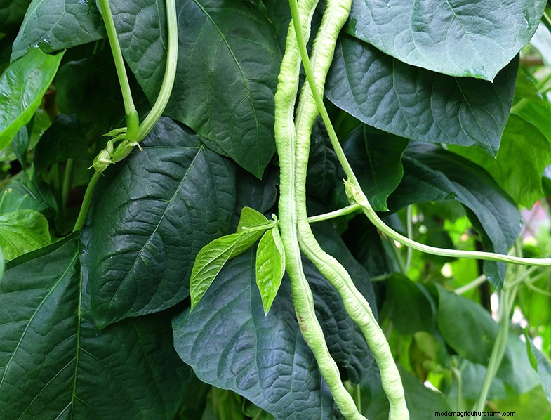 Companion Planting for Peppers: Boost Yield & Health