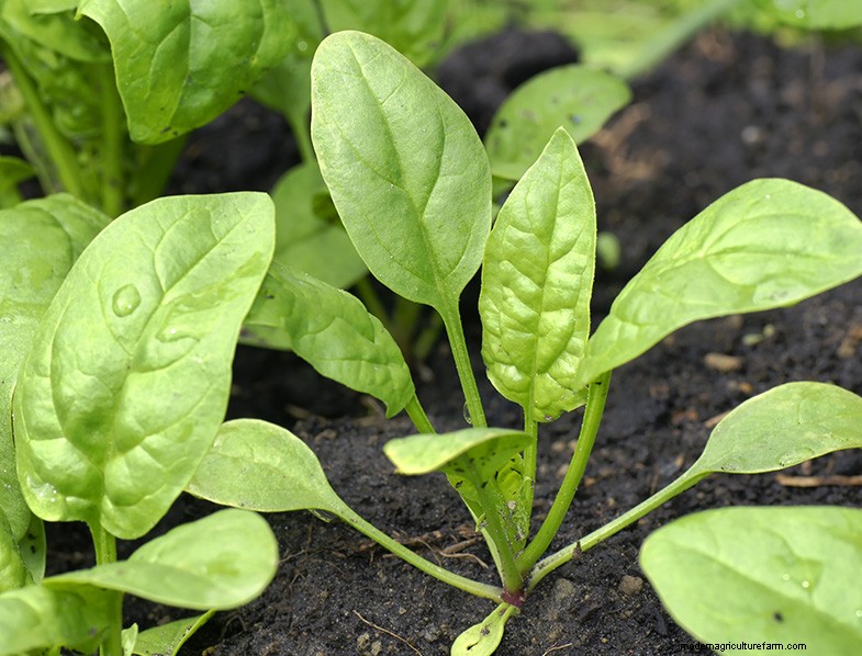 Grow Spinach: A Comprehensive Guide to Cultivating Nutritious Spinach