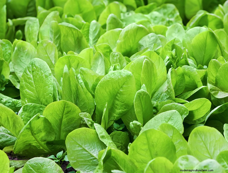 Grow Spinach: A Comprehensive Guide to Cultivating Nutritious Spinach