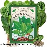 Grow Spinach: A Comprehensive Guide to Cultivating Nutritious Spinach