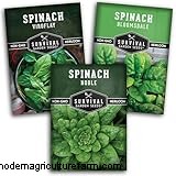 Grow Spinach: A Comprehensive Guide to Cultivating Nutritious Spinach