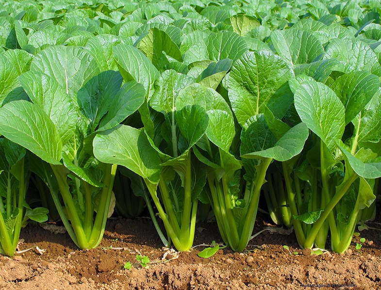 Grow Spinach: A Comprehensive Guide to Cultivating Nutritious Spinach