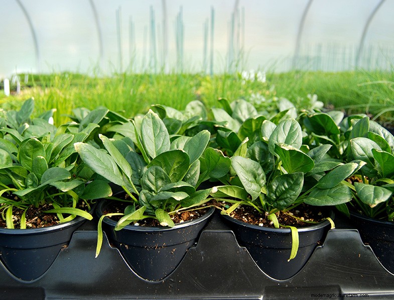 Grow Spinach: A Comprehensive Guide to Cultivating Nutritious Spinach