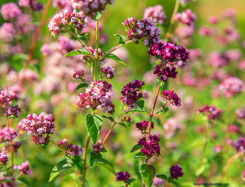 Oregano: A Comprehensive Guide to Growing & Caring for Origanum Vulgare