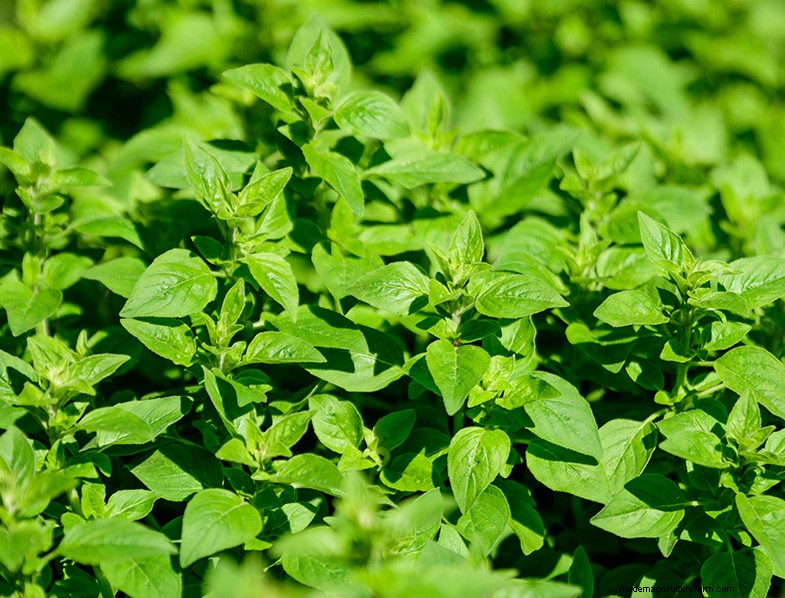 Oregano: A Comprehensive Guide to Growing & Caring for Origanum Vulgare