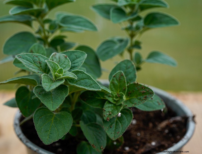 Oregano: A Comprehensive Guide to Growing & Caring for Origanum Vulgare