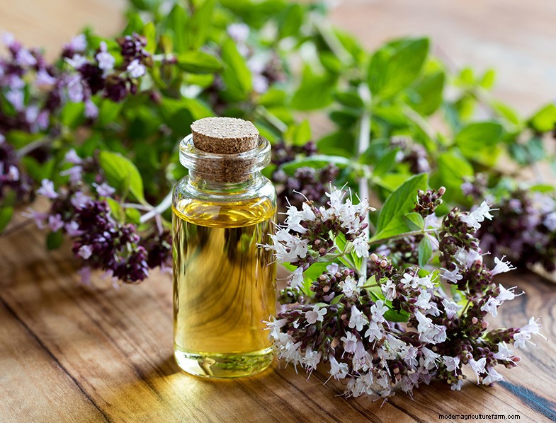 Oregano: A Comprehensive Guide to Growing & Caring for Origanum Vulgare