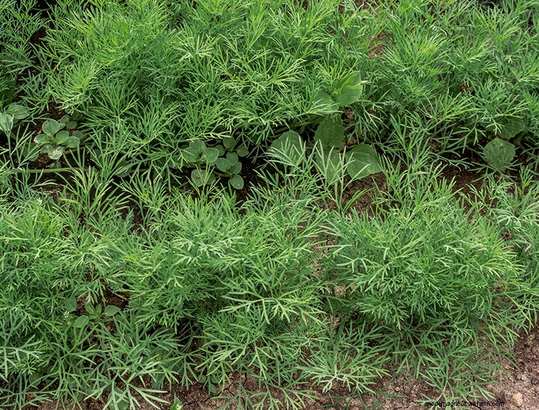 Dill Growing Guide: Cultivating & Caring for Anethum graveolens