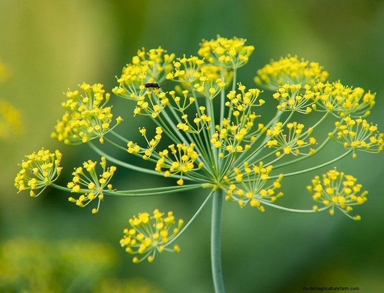 Dill Growing Guide: Cultivating & Caring for Anethum graveolens