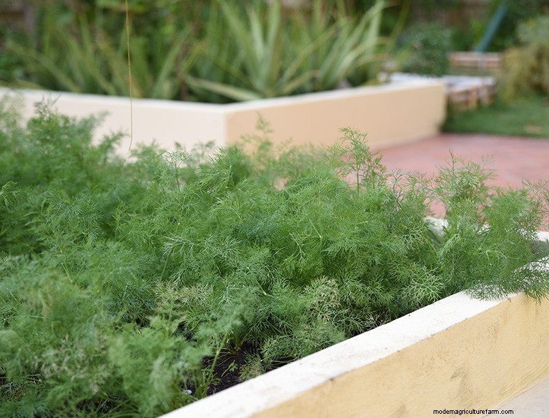 Dill Growing Guide: Cultivating & Caring for Anethum graveolens