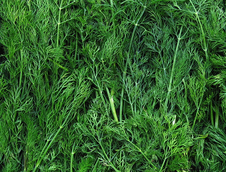Dill Growing Guide: Cultivating & Caring for Anethum graveolens