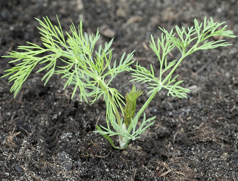 Dill Growing Guide: Cultivating & Caring for Anethum graveolens