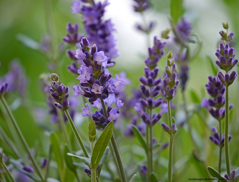 The Ultimate Guide to Growing Lavender: Care & Cultivation