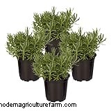 The Ultimate Guide to Growing Lavender: Care & Cultivation