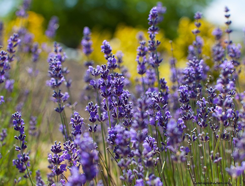 The Ultimate Guide to Growing Lavender: Care & Cultivation
