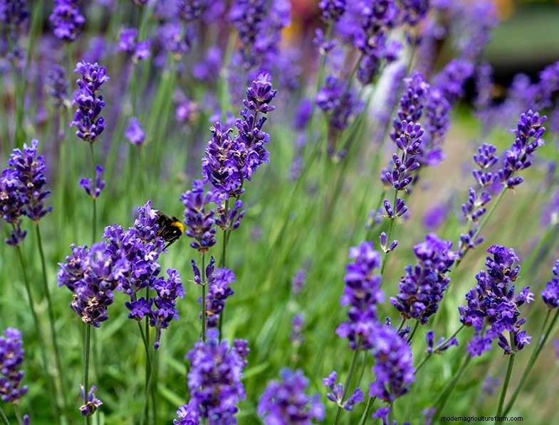 The Ultimate Guide to Growing Lavender: Care & Cultivation