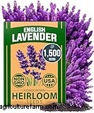 The Ultimate Guide to Growing Lavender: Care & Cultivation