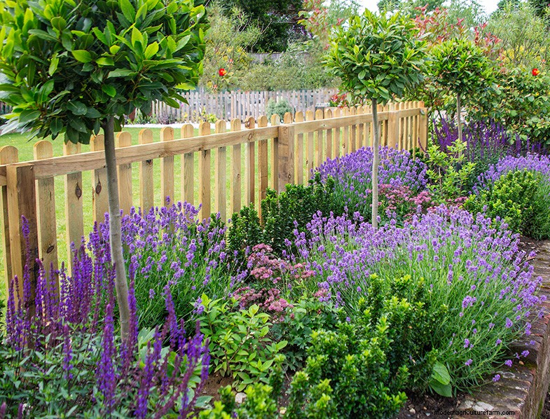 The Ultimate Guide to Growing Lavender: Care & Cultivation