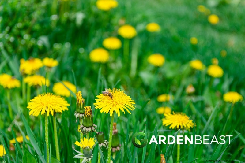 Edible Weeds: A Guide to Identification, Nutrition & Culinary Uses