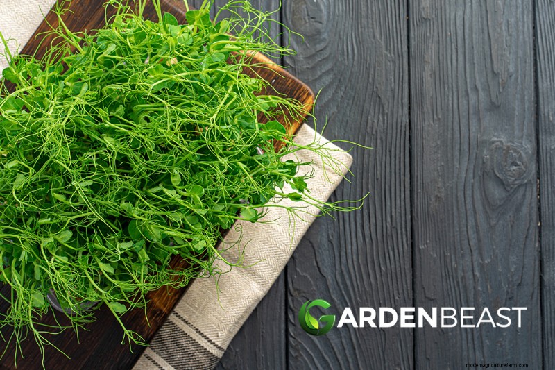 Edible Weeds: A Guide to Identification, Nutrition & Culinary Uses