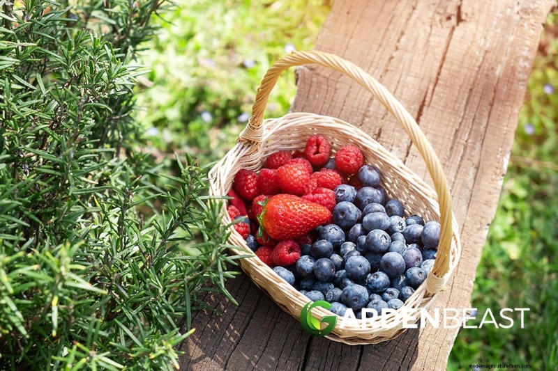 Edible Weeds: A Guide to Identification, Nutrition & Culinary Uses