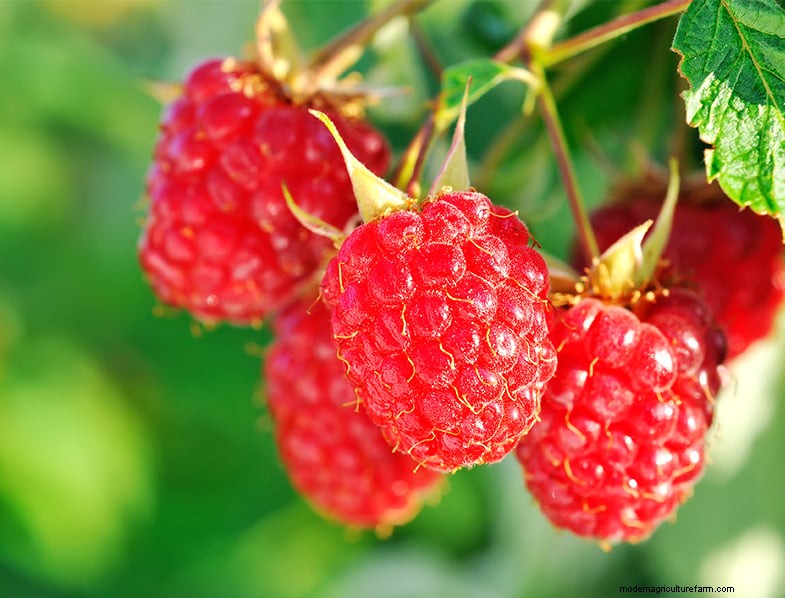Edible Perennials: Design, Plant & Harvest for a Food-Producing Landscape