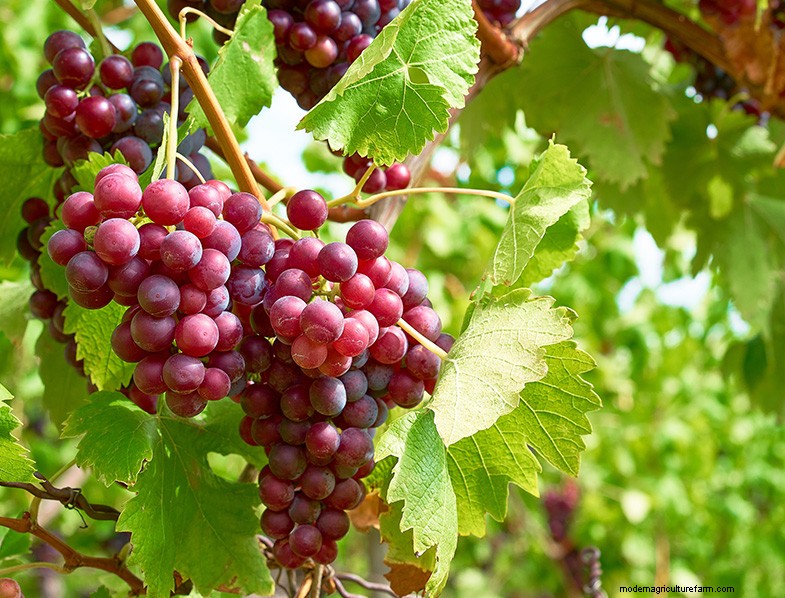 Edible Perennials: Design, Plant & Harvest for a Food-Producing Landscape