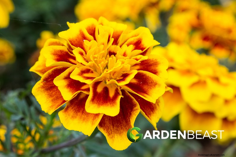 Edible Perennials: Design, Plant & Harvest for a Food-Producing Landscape