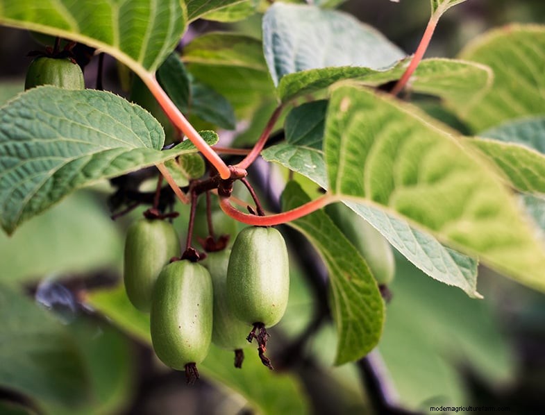 Hardy Kiwi Growing Guide: Planting, Care & Harvesting