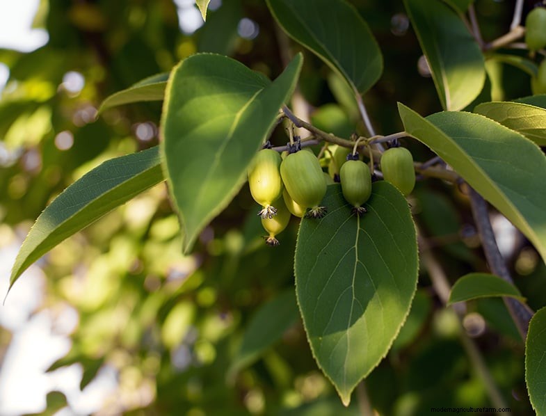 Hardy Kiwi Growing Guide: Planting, Care & Harvesting