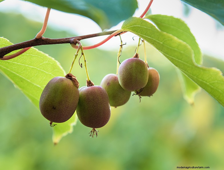 Hardy Kiwi Growing Guide: Planting, Care & Harvesting
