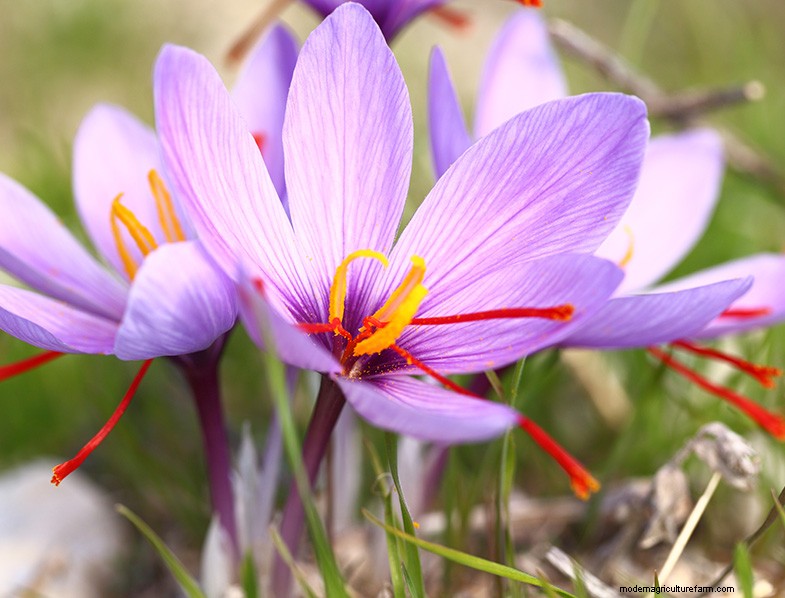 Saffron Cultivation: A Complete Guide to Growing & Care