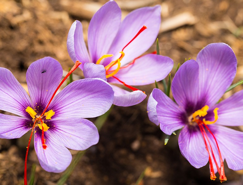 Saffron Cultivation: A Complete Guide to Growing & Care