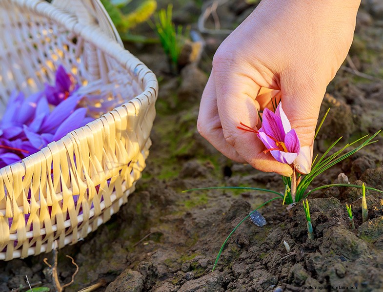 Saffron Cultivation: A Complete Guide to Growing & Care
